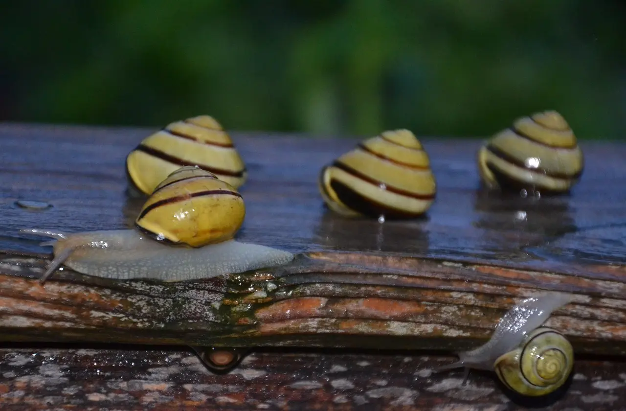 Er det nødvendigt at tilføje gødning til jorden i min højbedsramme?